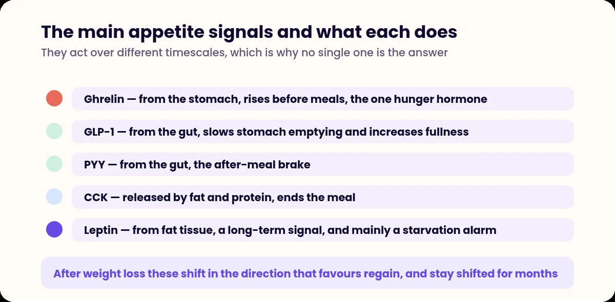 List of the five main appetite hormones and their roles