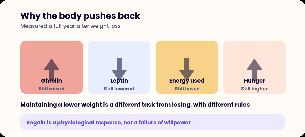 Four panels showing ghrelin still raised, leptin still lowered, energy expenditure still lower and hunger still higher a year after weight loss