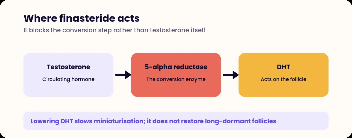 Diagram showing testosterone converted to DHT by 5-alpha reductase, with the enzyme step blocked