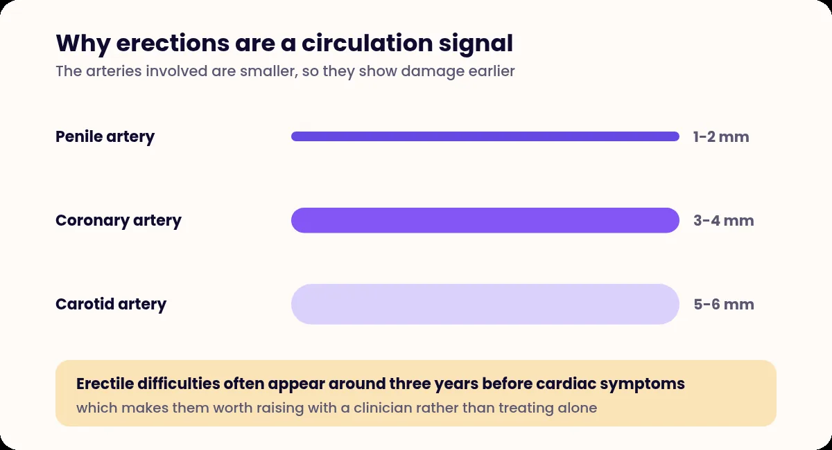 Diagram comparing the diameter of penile, coronary and carotid arteries, showing why smaller vessels show damage first