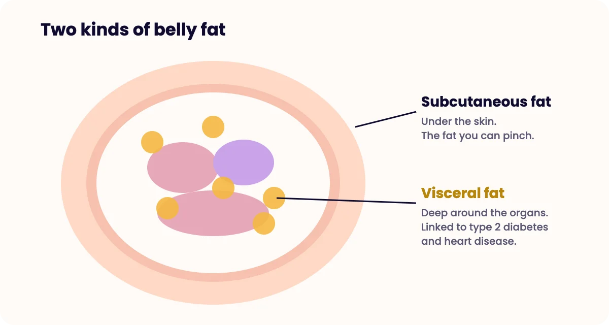 Cross-section illustration of the abdomen showing subcutaneous fat under the skin and visceral fat around the organs
