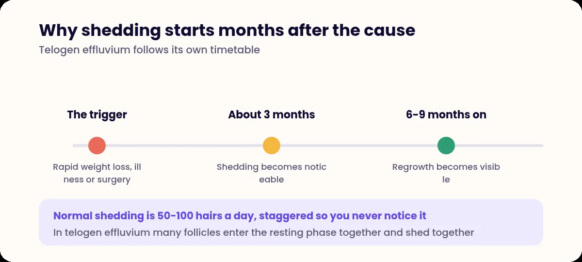 Timeline showing a trigger, shedding becoming noticeable at about three months, and regrowth visible six to nine months later