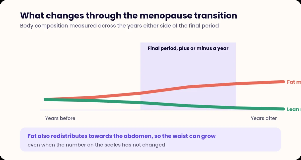 Two lines showing fat mass rising and lean mass falling most sharply around the final menstrual period