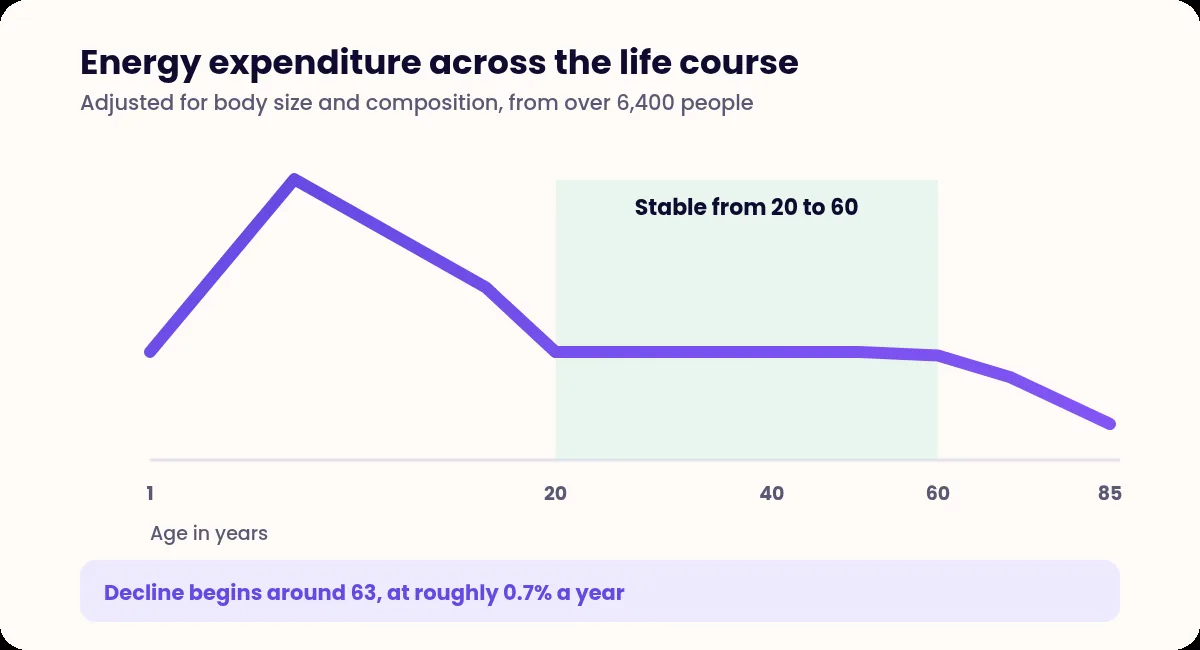 Line chart of energy expenditure by age showing a peak in early childhood, a flat plateau from 20 to 60 and a slow decline after