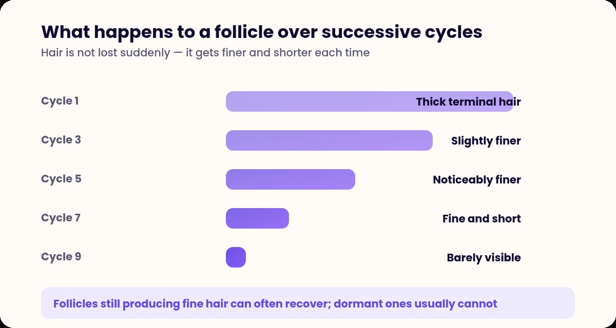 Bar chart showing hair thickness decreasing across successive growth cycles