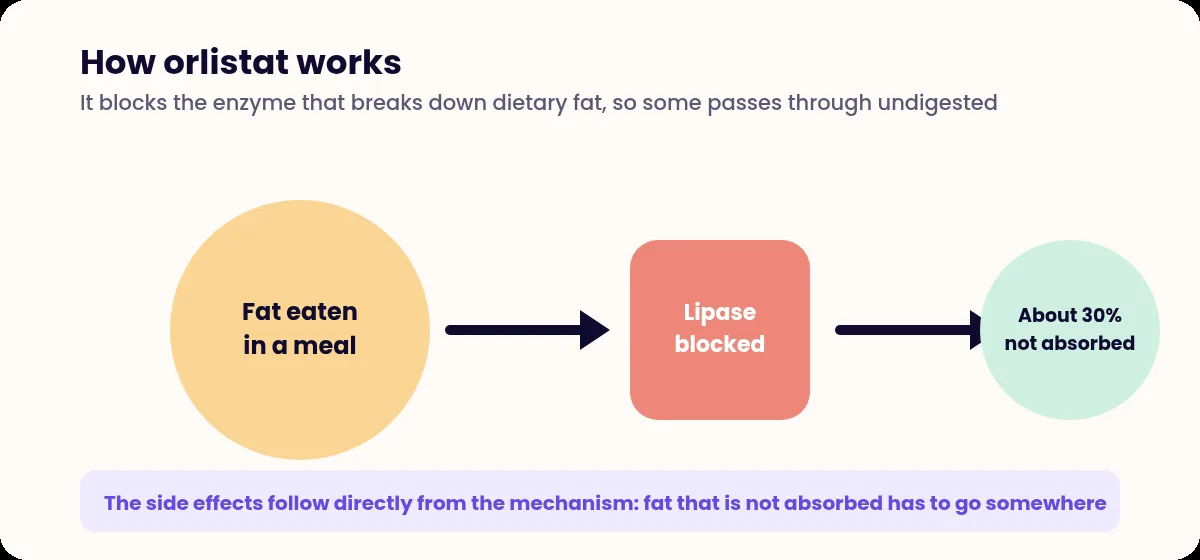 Diagram showing dietary fat, a blocked lipase enzyme, and around 30 per cent of fat passing through unabsorbed