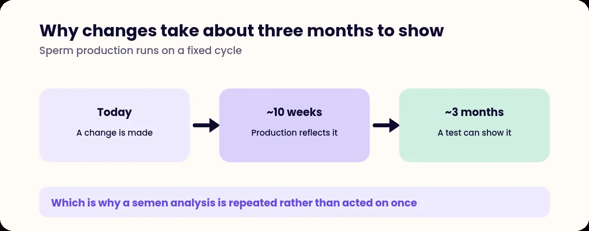 Timeline showing the roughly three month delay before changes affect a semen analysis