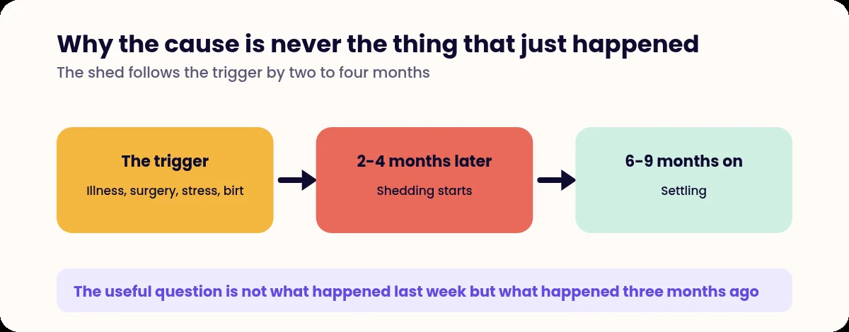 Timeline showing the delay between trigger and shedding in telogen effluvium