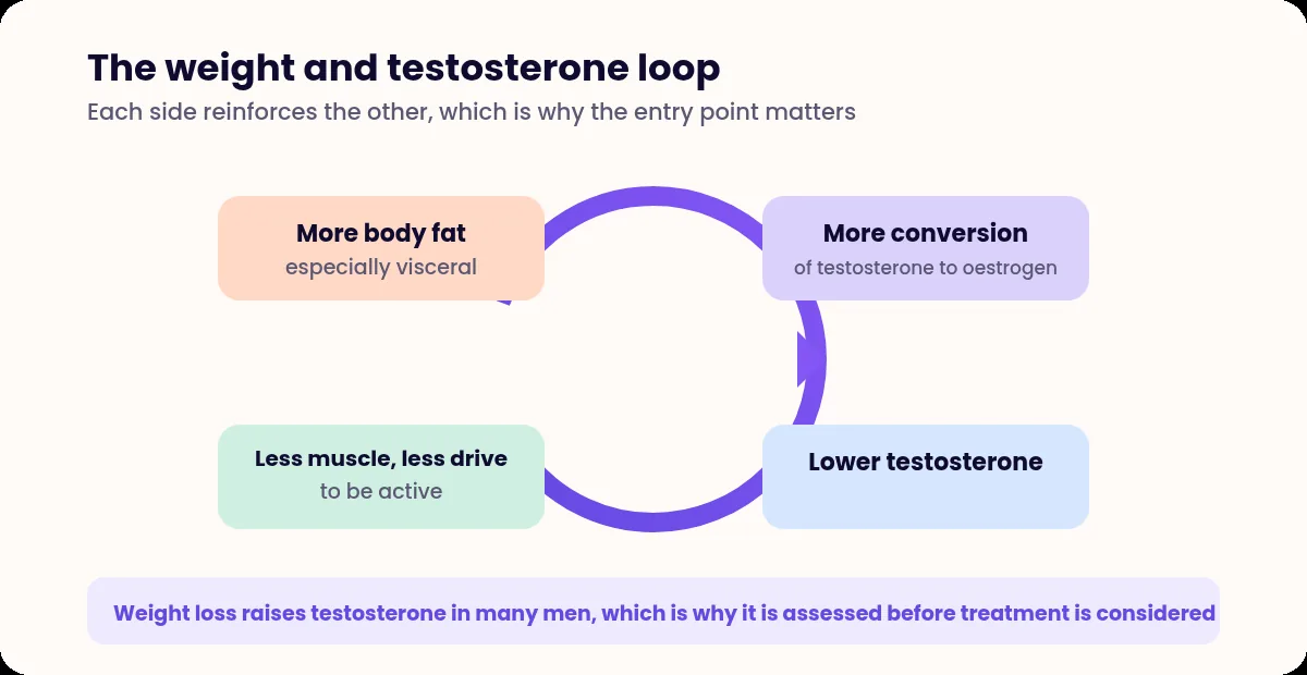 Circular diagram showing body fat, increased conversion of testosterone, lower testosterone and reduced muscle reinforcing each other